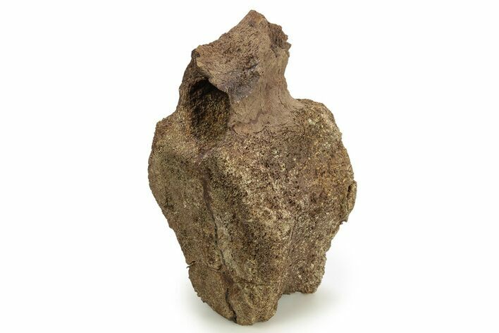 Hadrosaur (Edmontosaurus) Caudal Vertebra - Wyoming #265526